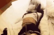 求gif出处-GIF发源地